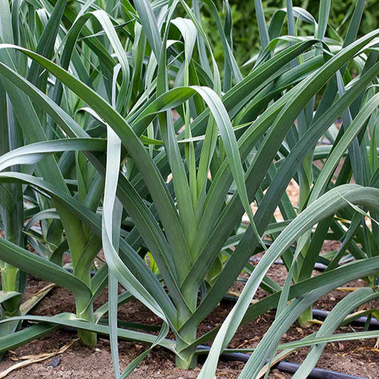Leek 200+ Seeds (0.5gm)