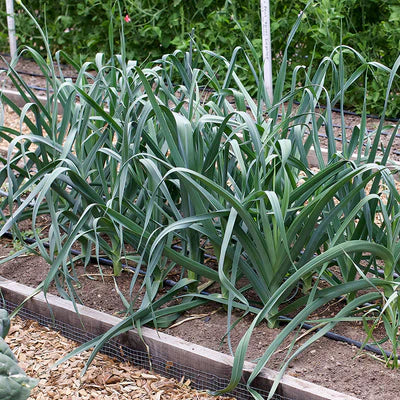 Leek 200+ Seeds (0.5gm)