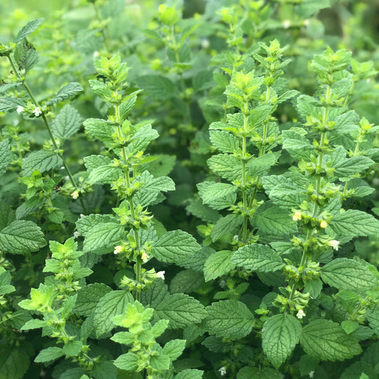 Lemon Balm 1000+ Seeds (0.5gm)