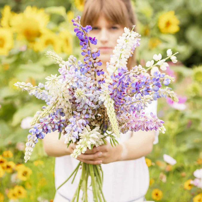 Lupins Mix 60+ Seeds (1 gm)