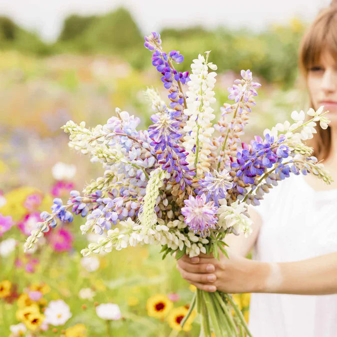 Lupins Mix 60+ Seeds (1 gm)