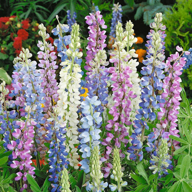 Lupins Mix 60+ Seeds (1 gm)