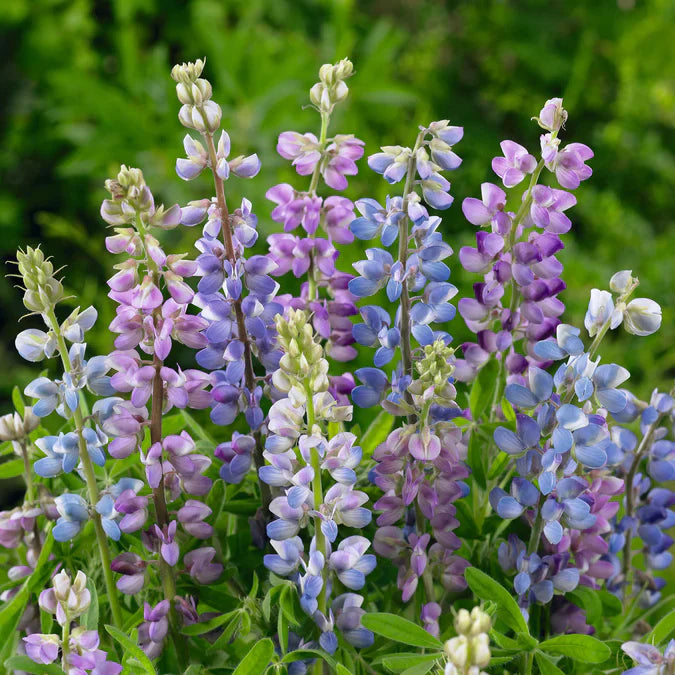Lupins Mix 60+ Seeds (1 gm)