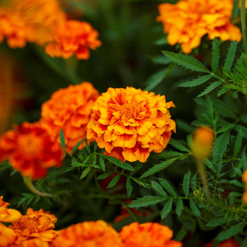 French Marigold Orange Dwarf 170+ Seeds (0.5 gm)