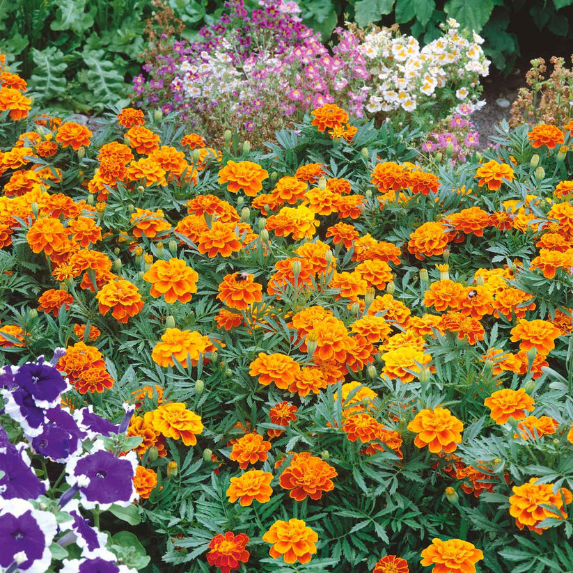 French Marigold Orange Dwarf 170+ Seeds (0.5 gm)