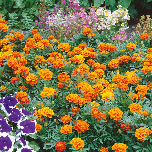 French Marigold Orange Dwarf 170+ Seeds (0.5 gm)