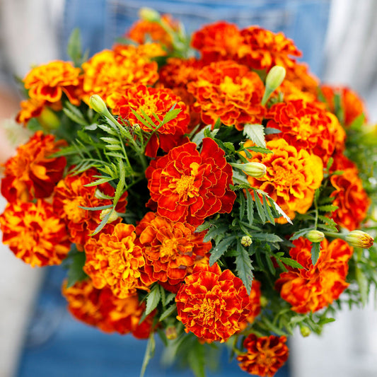 French Marigold Double Shade Dwarf 170+ Seeds (0.5 gm)
