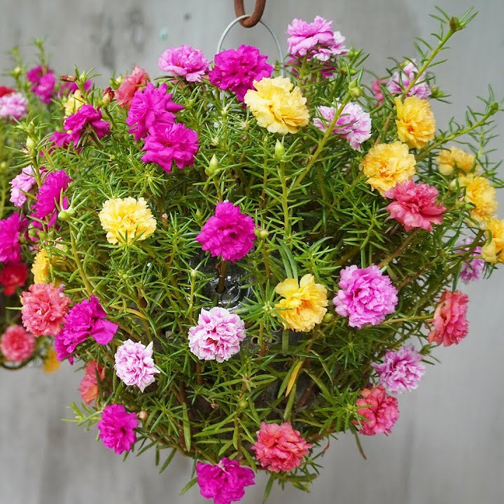 Portulaca Double 0.5gm Seeds (0110)