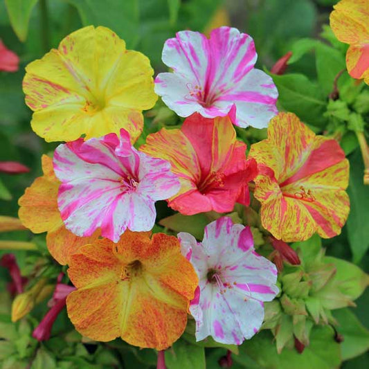 Four O’Clock Bio Color 2gm Seeds (0111)
