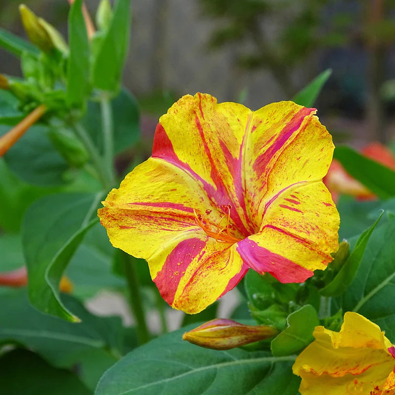 Four O’Clock Bio Color 2gm Seeds (0111)