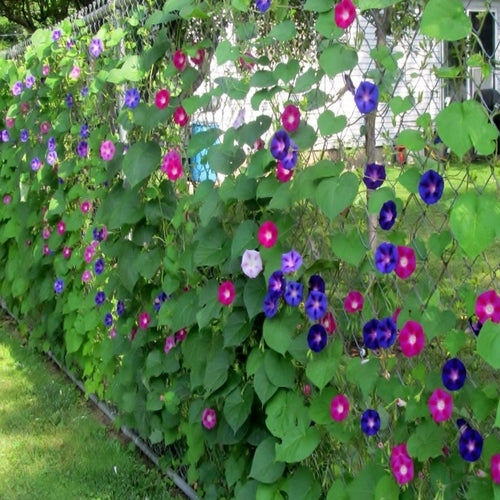 Morning Glory Field Grown Mix 2gm (0115)