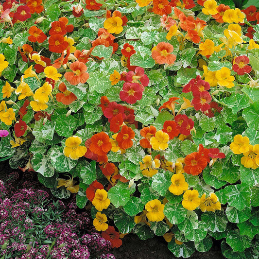 Nasturtium Alaska Mix (30+ Seeds)