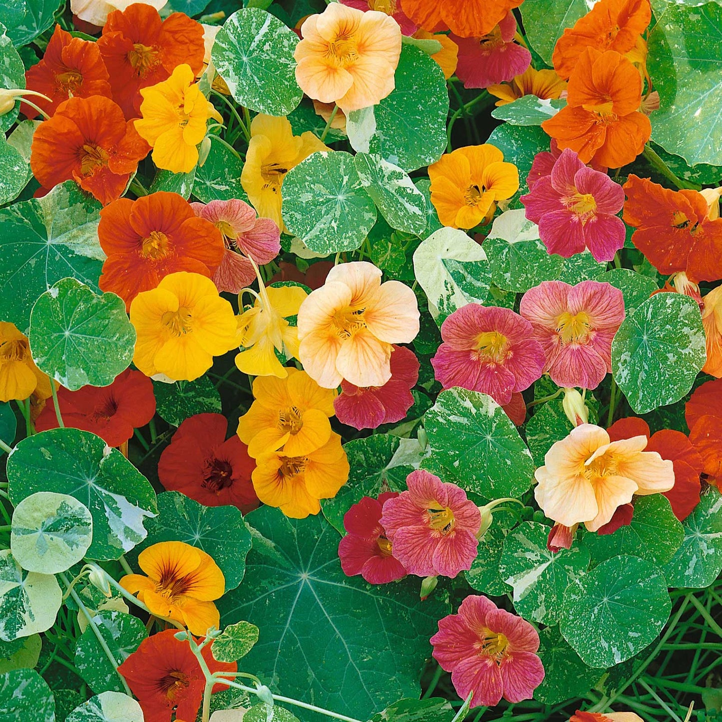 Nasturtium Alaska Mix (30+ Seeds)