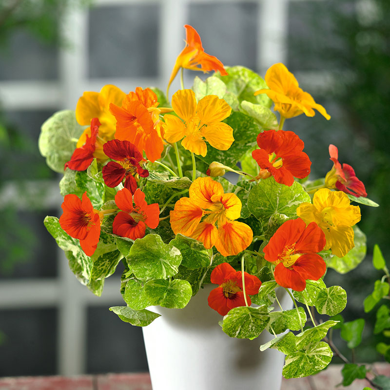 Nasturtium Alaska Mix (30+ Seeds)