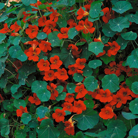 Nasturtium Empress of India (4gm Seeds)