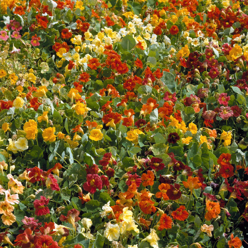 Nasturtium Jewel Mix (5gm Seeds)