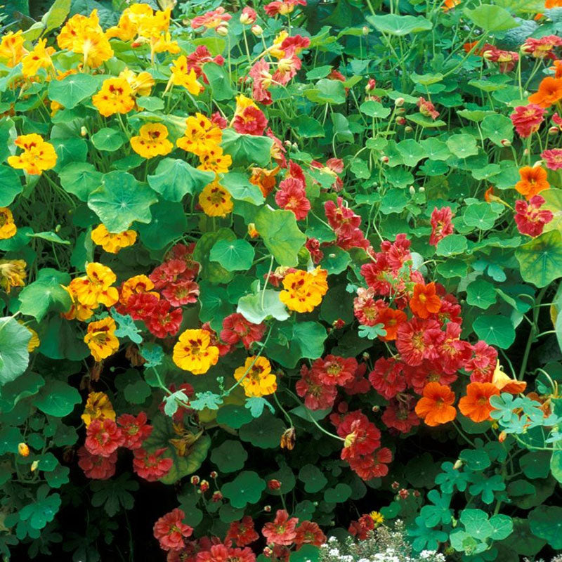 Nasturtium Jewel Mix (5gm Seeds)