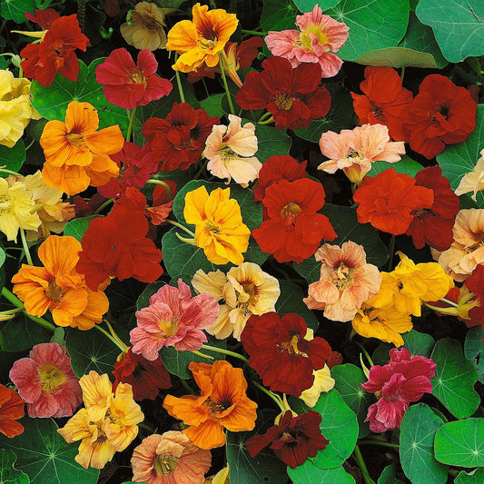 Nasturtium Jewel Mix (5gm Seeds)
