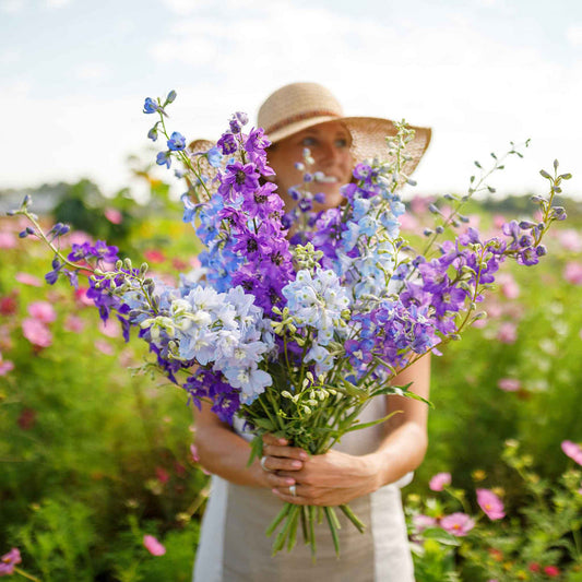 Larkspur Mix Seeds 200+ Seeds (0.5gm)