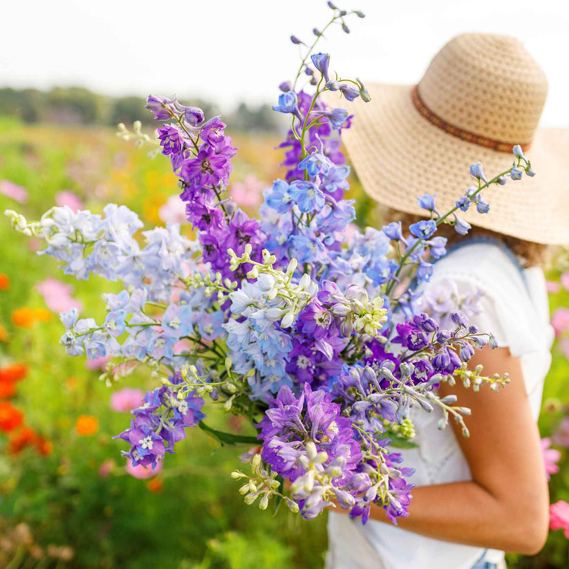 Larkspur Mix Seeds 200+ Seeds (0.5gm)
