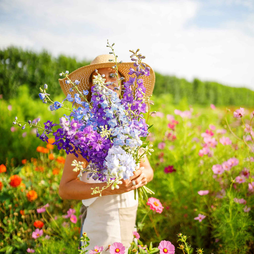 Larkspur Mix Seeds 200+ Seeds (0.5gm)
