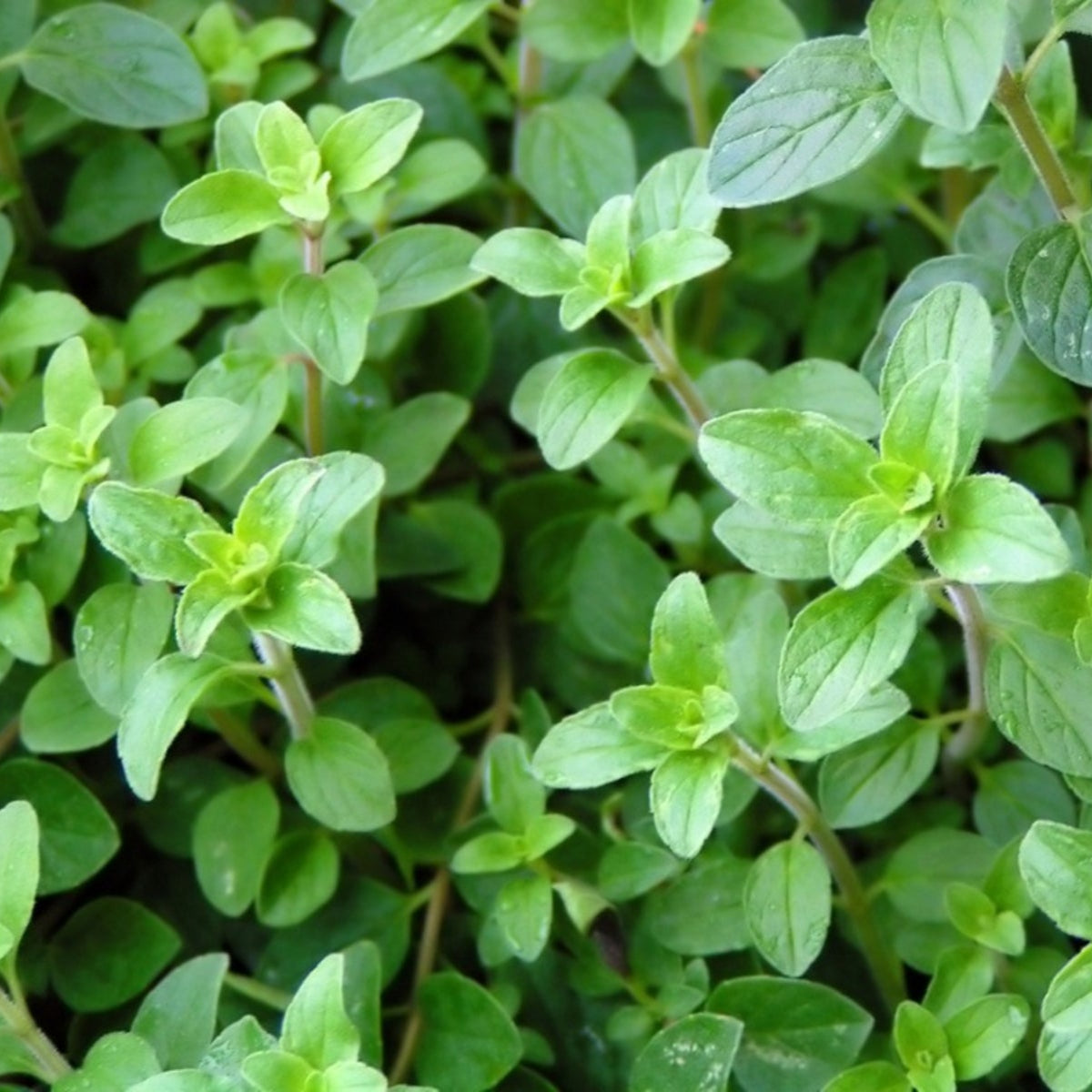 Greek Oregano 2200+ Seeds (0.25gm)