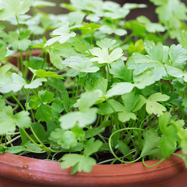 Plain Parsley 1gm Seeds