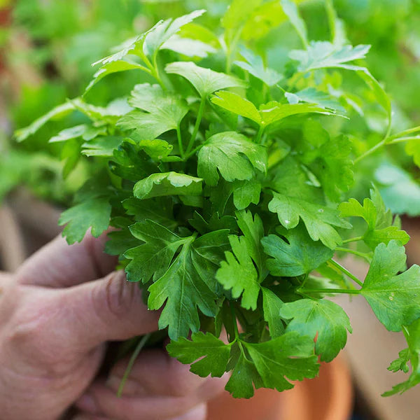 Plain Parsley 1gm Seeds