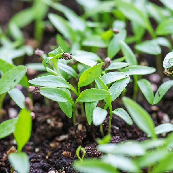 Plain Parsley 1gm Seeds