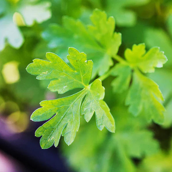 Plain Parsley 1gm Seeds