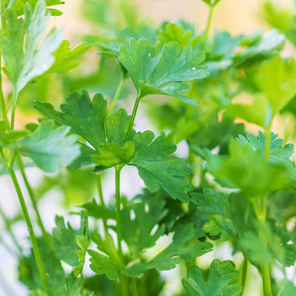 Plain Parsley 1gm Seeds