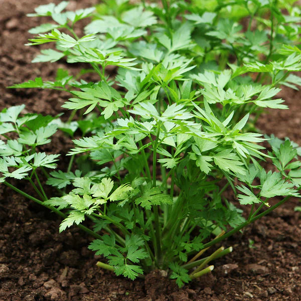 Plain Parsley 1gm Seeds