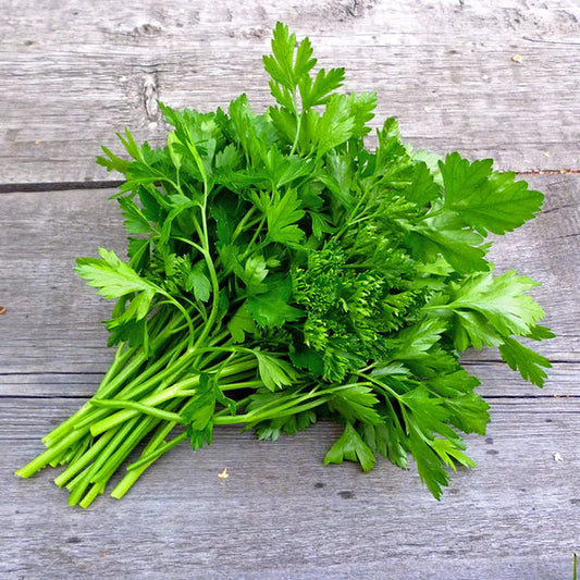 Plain Parsley 1gm Seeds