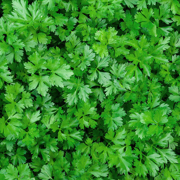 Plain Parsley 1gm Seeds