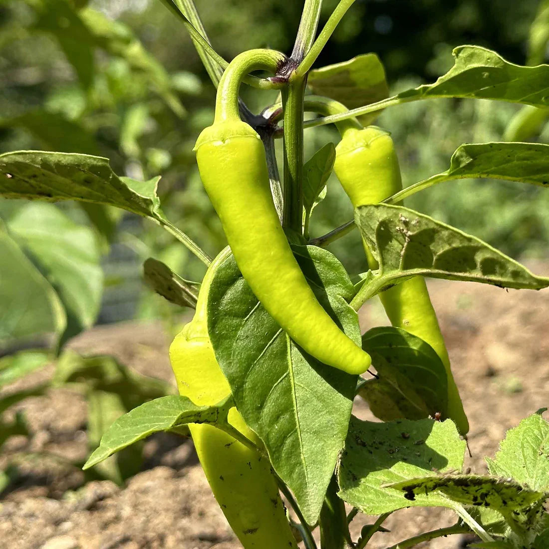Banana Peppers 150+ Seeds (1gm)