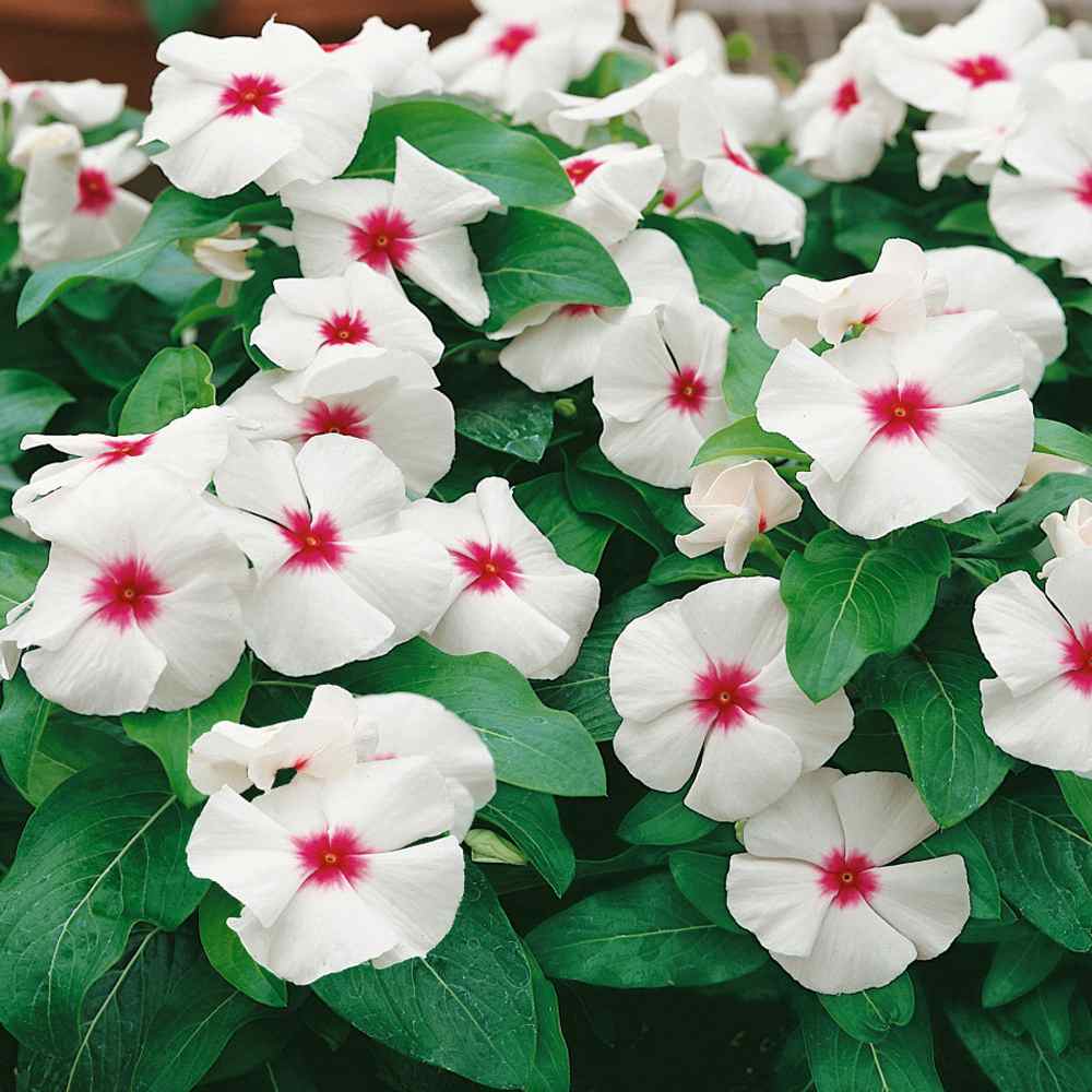 Vinca Polka Dot Dwarf 1gm (700 Seeds)