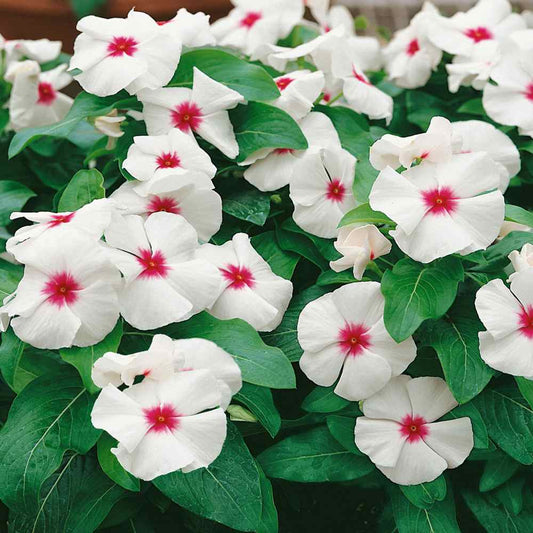 Vinca Polka Dot Dwarf 1gm (700 Seeds)