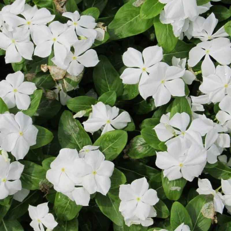 Vinca Pure White Dwarf 1gm (700 Seeds)