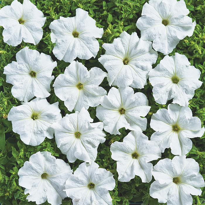 F1 Petunia grandiflora white 1000+ Seeds