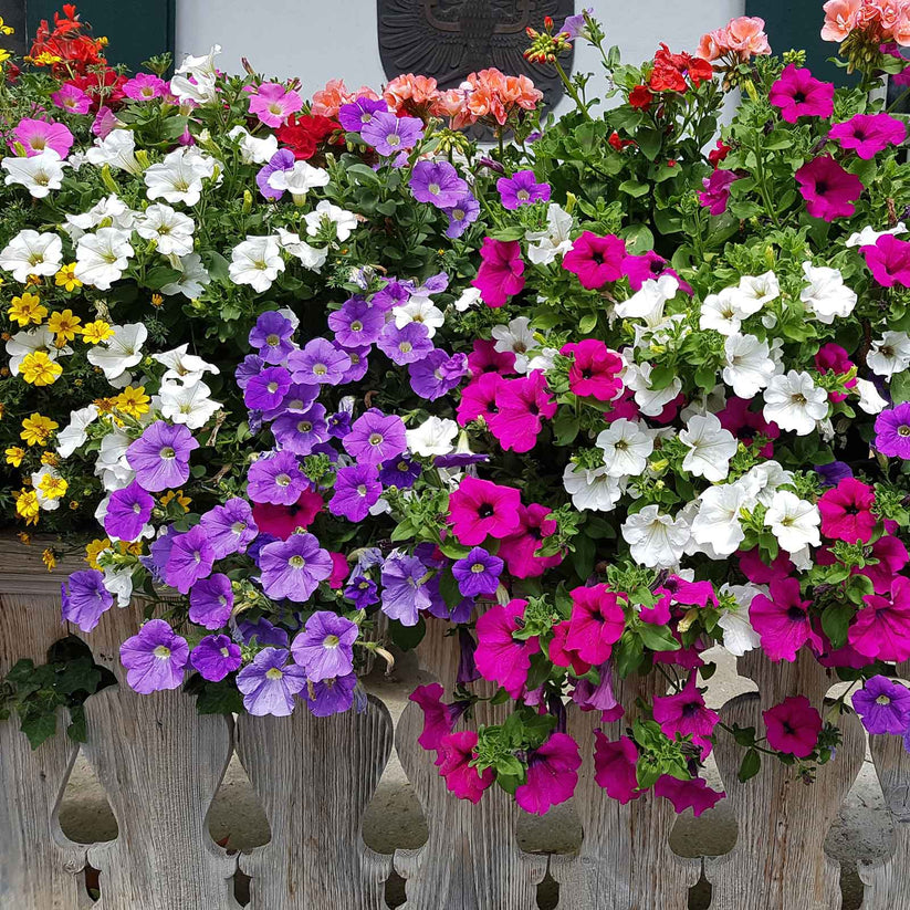 Petunia Hybrida Mix 0.5gm (5000+ Seeds)