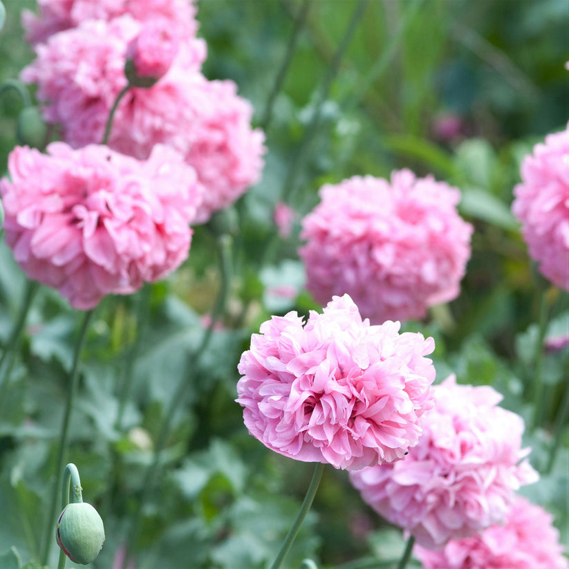 Aster Paeony Rose 220+ Seeds (0.5gm)