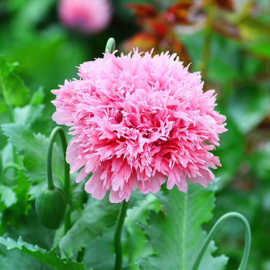 Aster Paeony Rose 220+ Seeds (0.5gm)