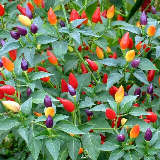 Ornamental Capsicum Alladin 0.5gm Seeds (0141)