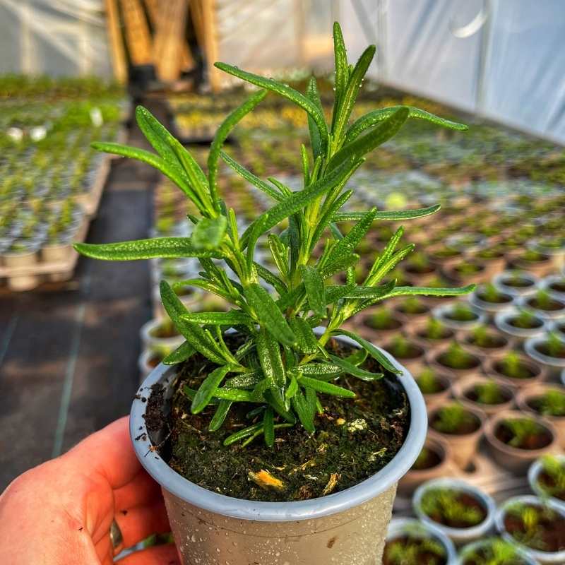 Rosemary 65+ Seeds