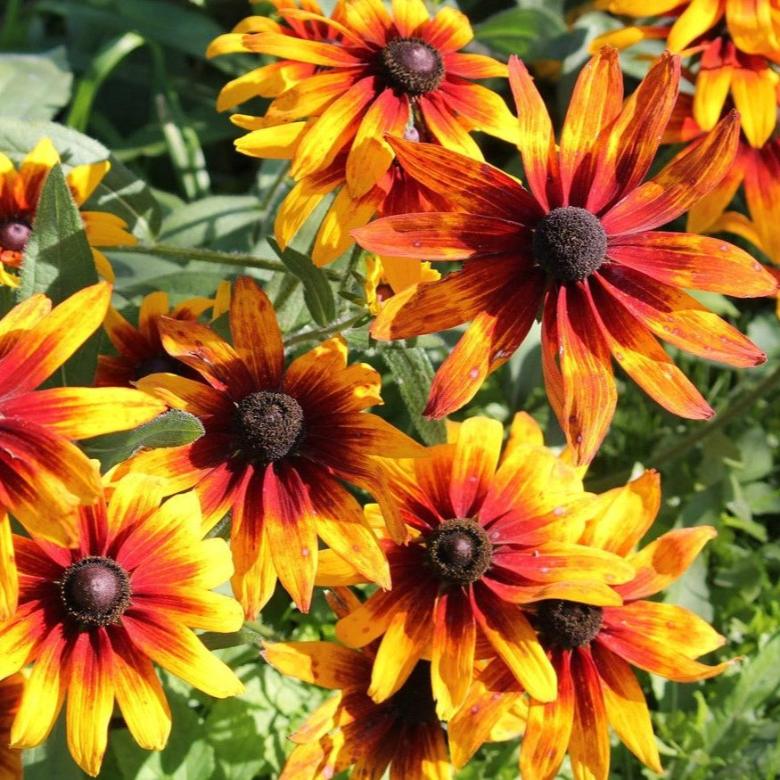 Rudbeckia 0.5gm Seeds (0109)