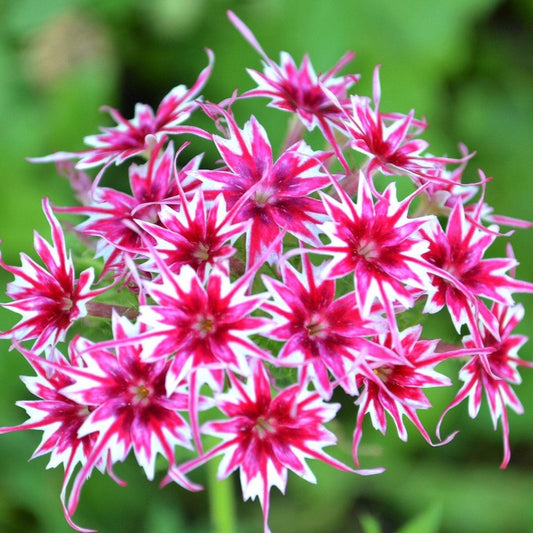 Phlox Cuspidata Dwarf 300 Seeds (0.5gm)