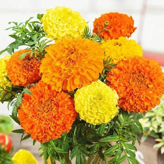 F2 African Marigold Maximix Dwarf (170+ Seeds 0.5gm)