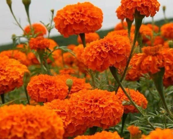 F2 African Marigold Spun Orange Dwarf 170+ Seeds (0.5gm)