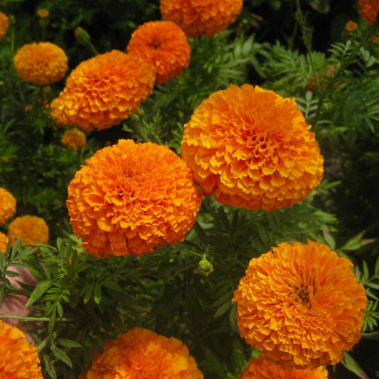 F2 African Marigold Spun Orange Dwarf 170+ Seeds (0.5gm)