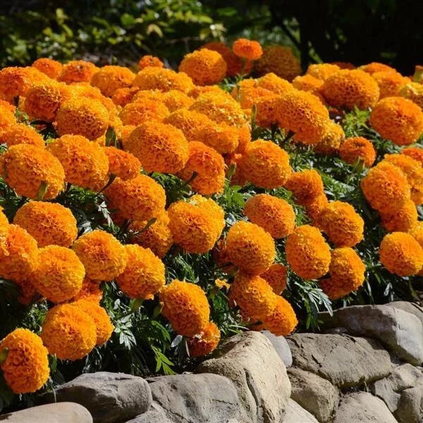 F2 African Marigold Spun Orange Dwarf 170+ Seeds (0.5gm)